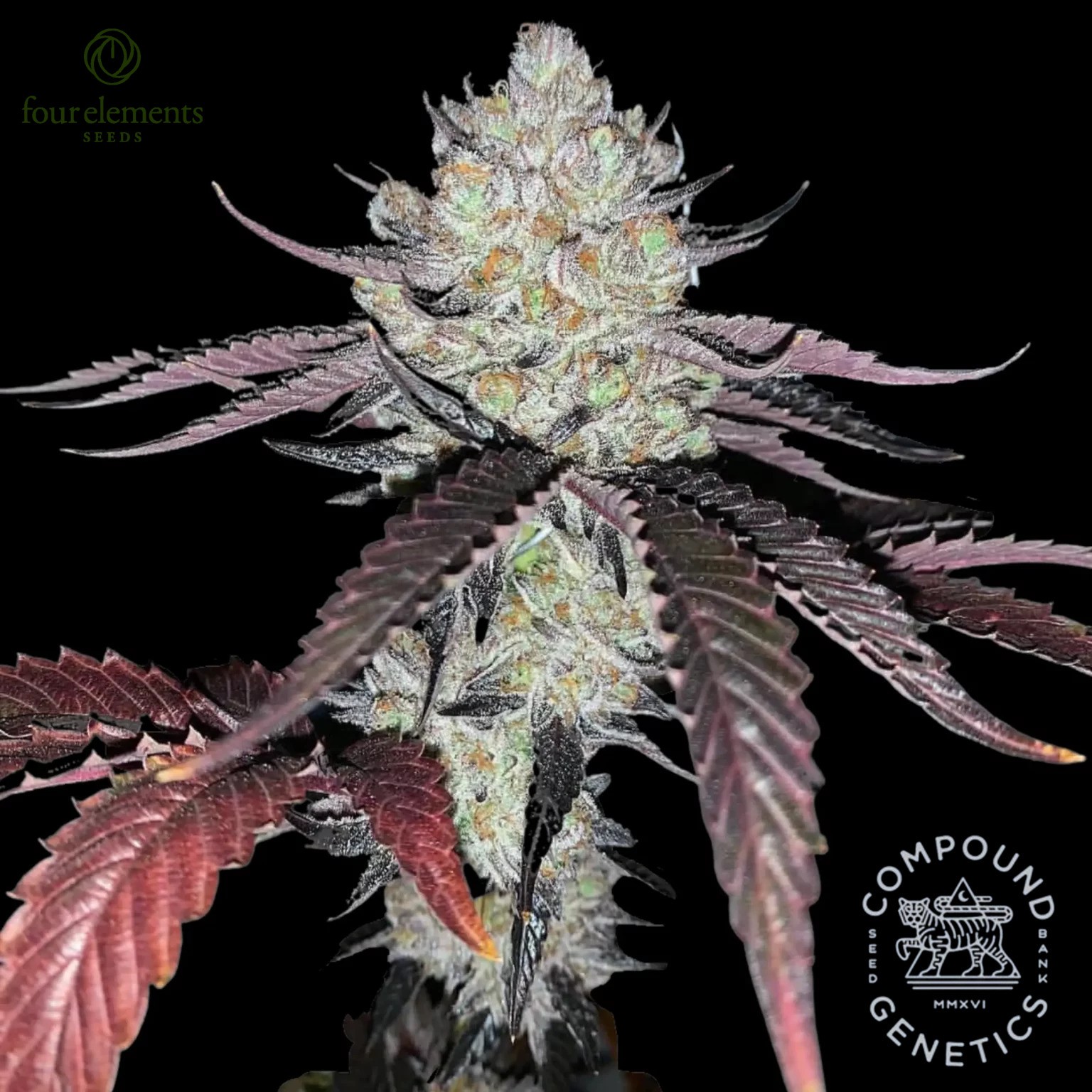 Marshmallow OG