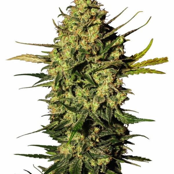 Master Kush Automatic