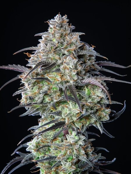 Mimosa Cake Auto