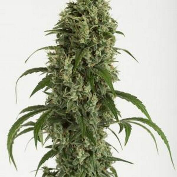 Moby Dick Autoflowering