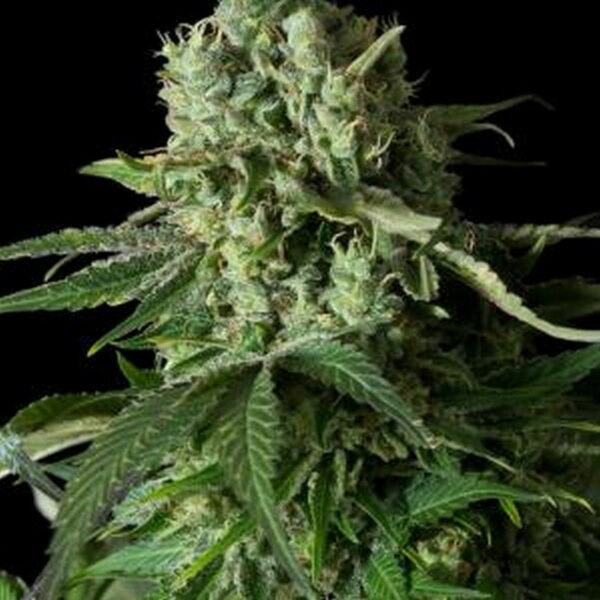 Moby Dick CBD