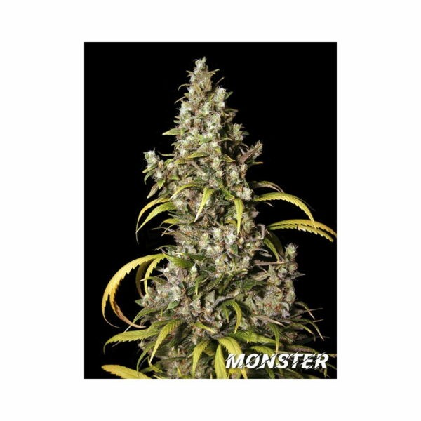 Monster