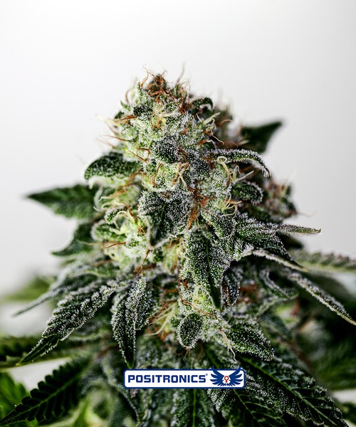 Mystic Cookie Express