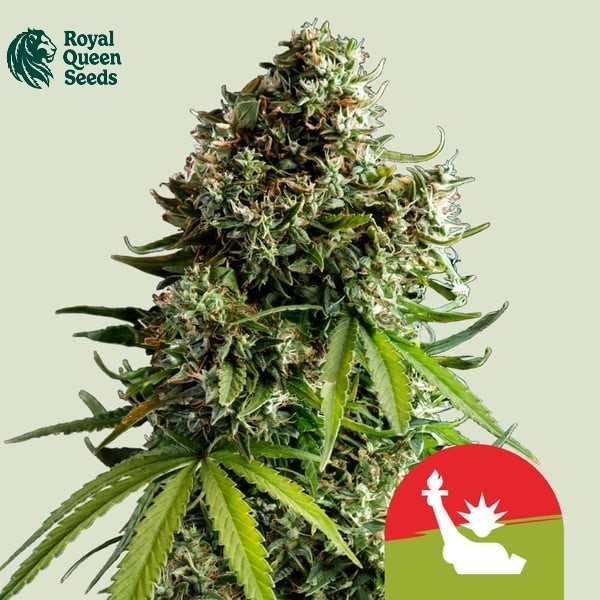 NYC Sour D Auto