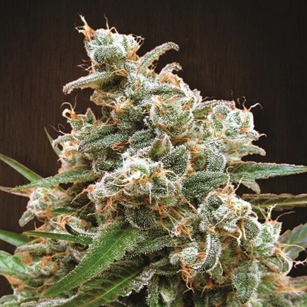 Nepal Jam Feminized