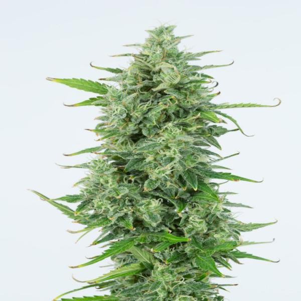 OG Kush Autoflowering