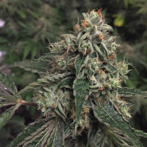 OG Reek’n Feminized