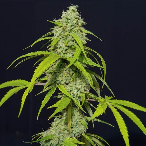 Orange Kush Auto