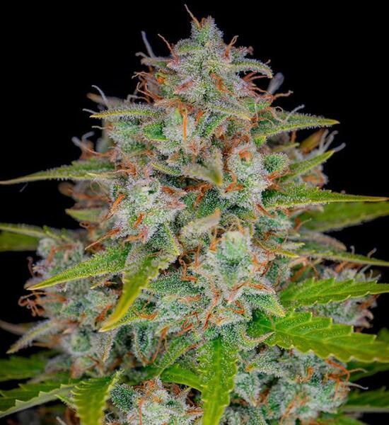 Orange Sherbet Auto