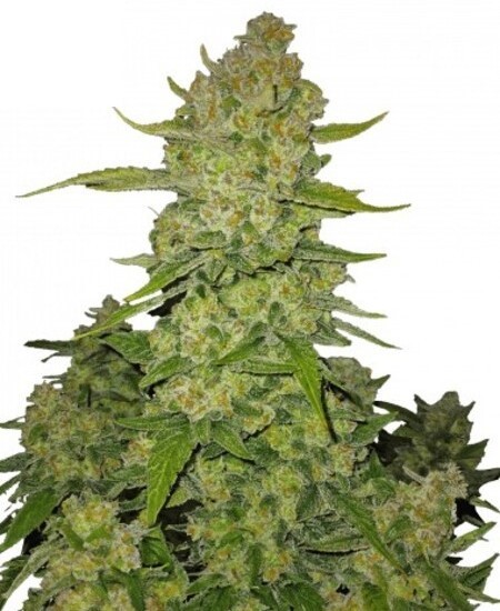 Papaya Cookies Auto™