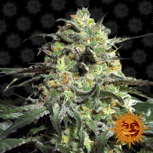 Peyote Cookies