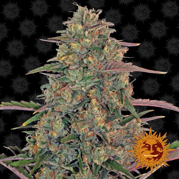 Pineapple Chunk