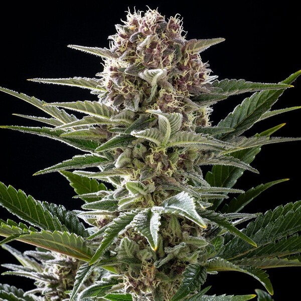 Pink Gelato