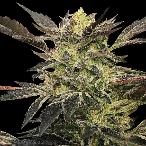 Pink Sunset Auto (by Sherbinskis)