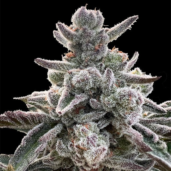 Polar Gelato (by Sherbinskis)