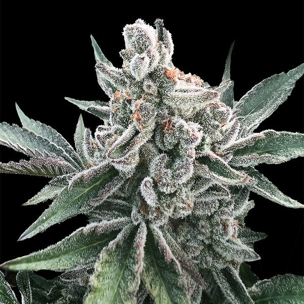 Polar Gelato Auto (by Sherbinskis)