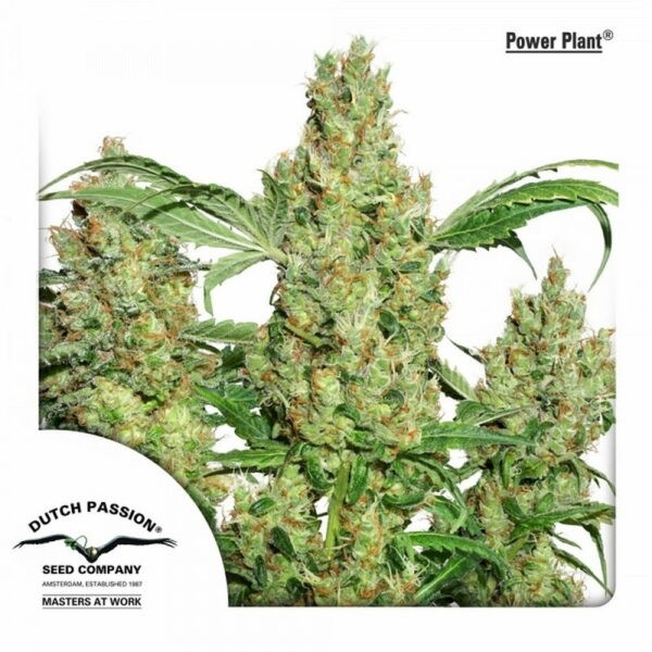 Power Plant®