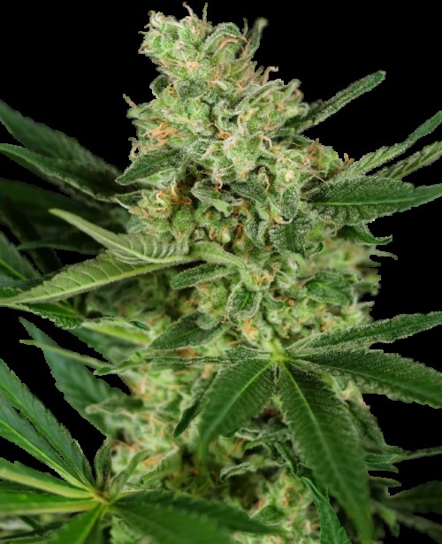 Pumpkin Spice Feminized