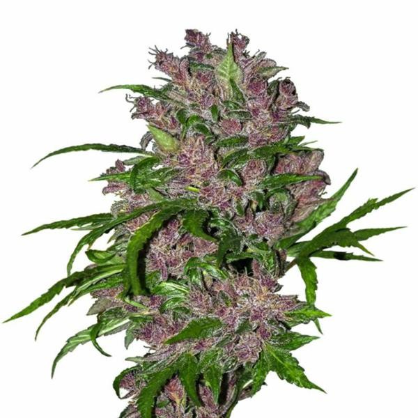 Purple Bud Automatic