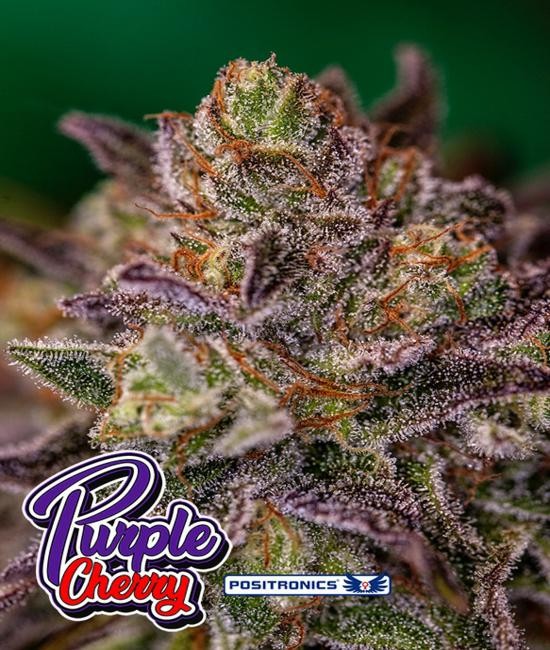 Purple Cherry