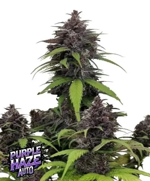 Purple Haze Auto
