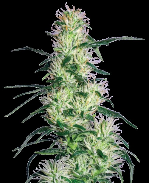 Purple Haze Feminized