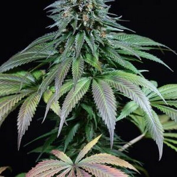 Purple Moby Dick
