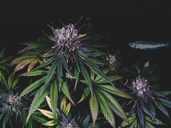 Purple Pearl