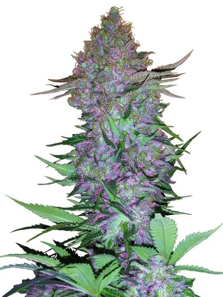 Purple Skunk Automatic