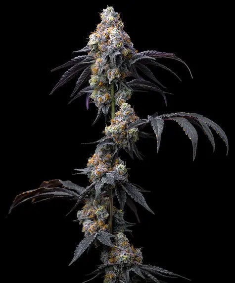 Rainbow Sherbet