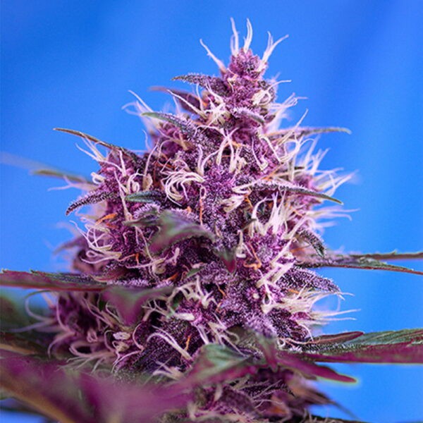 Red Poison Auto®