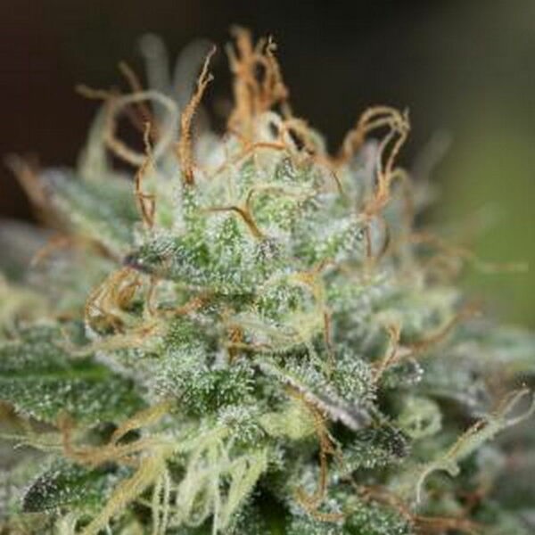Remo Chemo