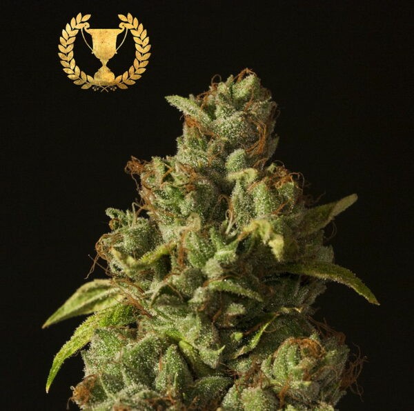 Rollex OG Kush Feminized