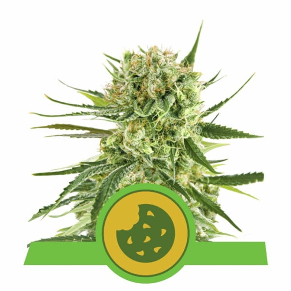 Royal Cookies Auto