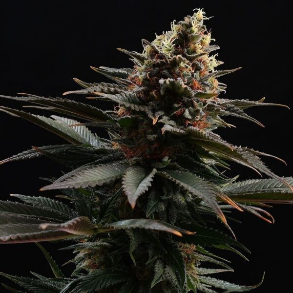Sativa Dream