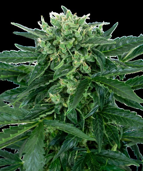 Sensi Amnesia Automatic