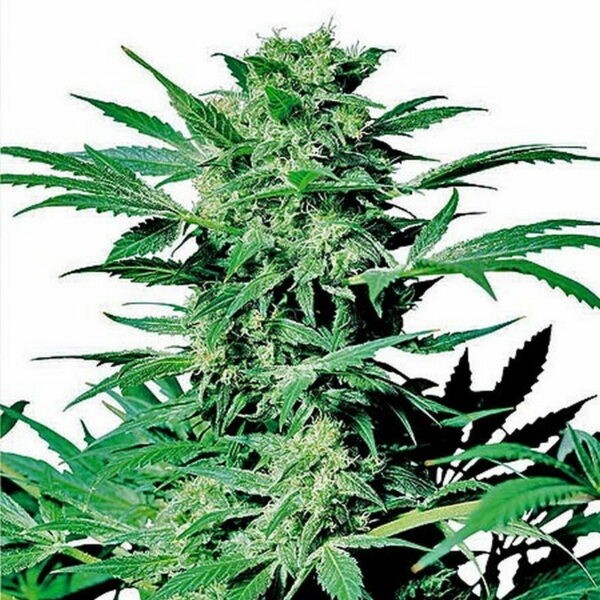 Shiva Skunk Feminized