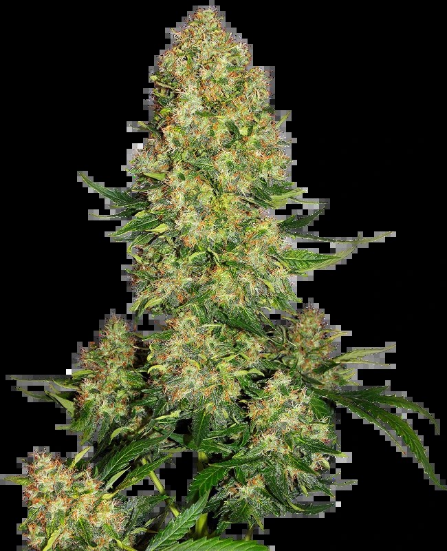 Skunk#1 Automatic