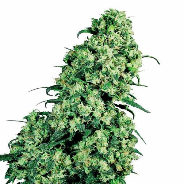 Skunk#1 Feminized