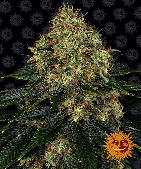 Skywalker OG Αuto