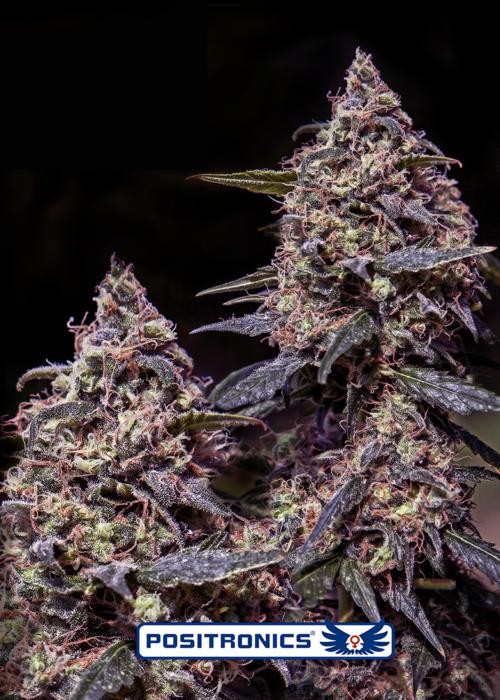 Somango #47