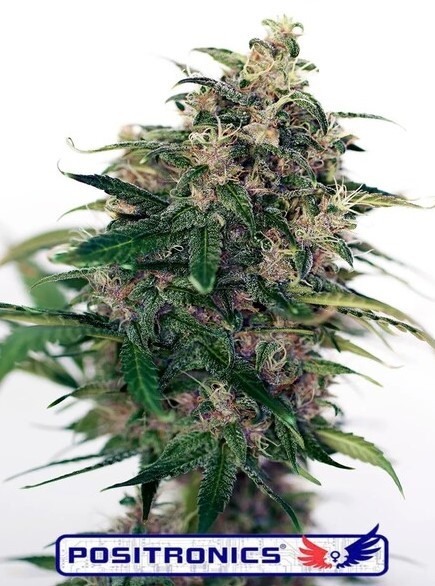 Somango#47 Auto