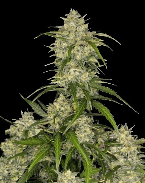 Sour Jealousy Auto™