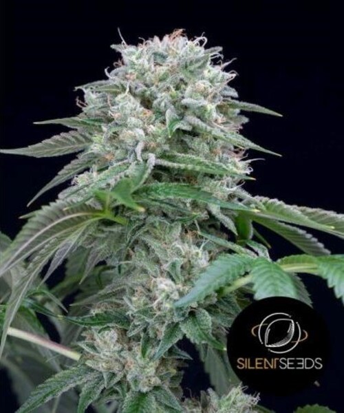 Starfire OG