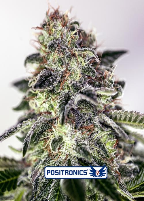 Sticky Dream Express