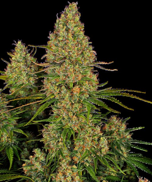 Sticky Orange XXL Automatic