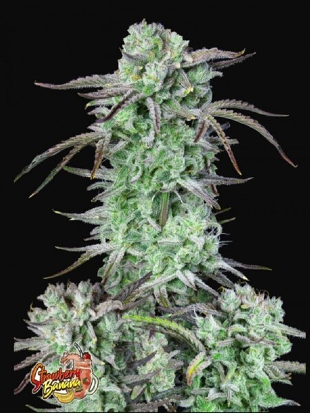 Strawberry Banana Auto