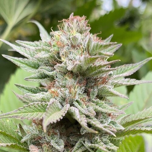 Strawberry Haze Auto