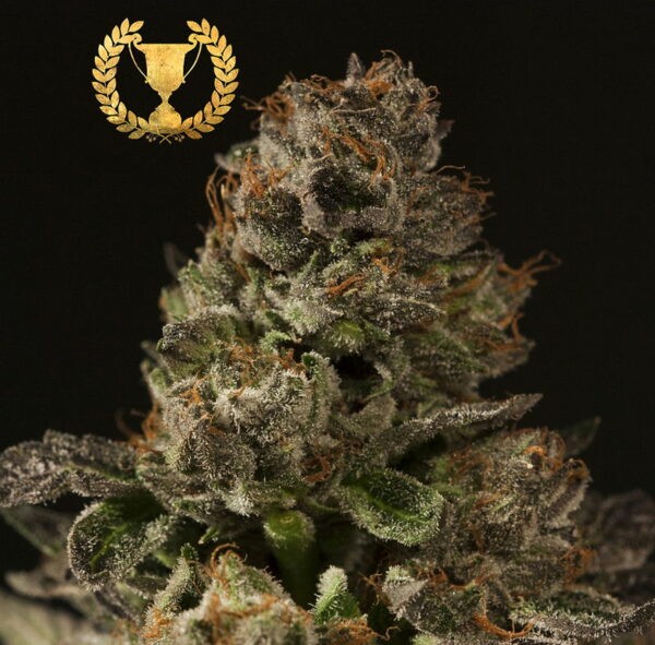 Strawberry Sour Diesel Feminized
