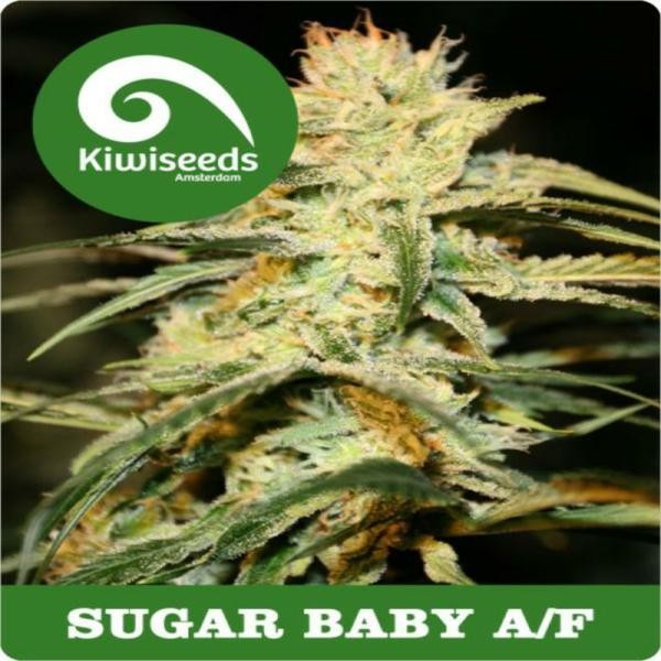 Sugar Baby A/F